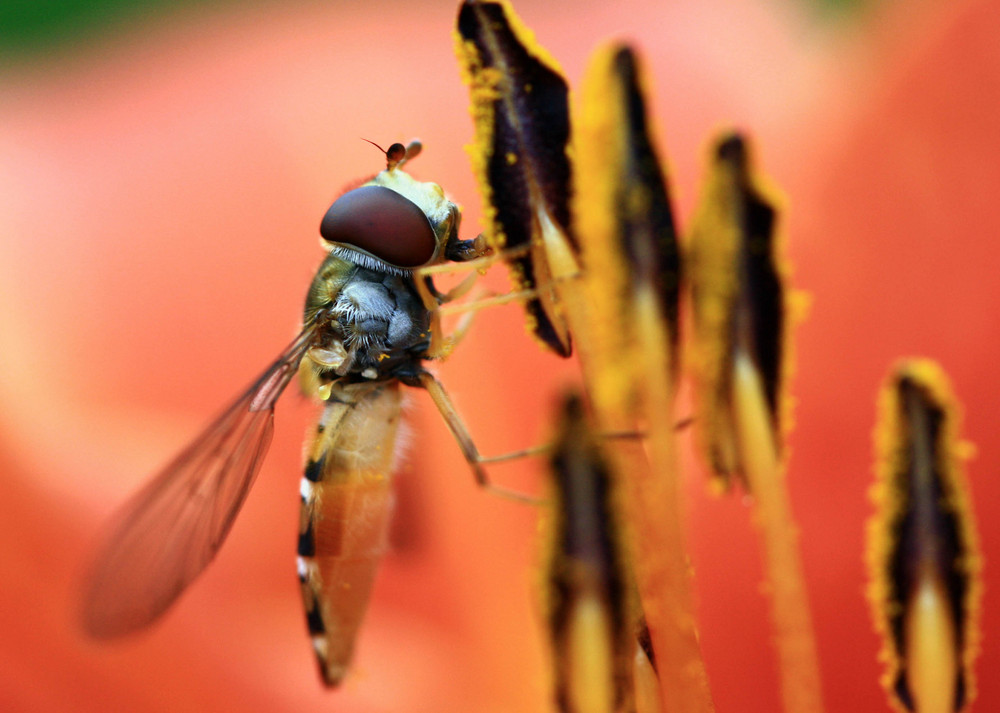 Schwebfliege an Blütenpollen