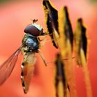 Schwebfliege an Blütenpollen