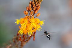 Schwebfliege an Bulbine