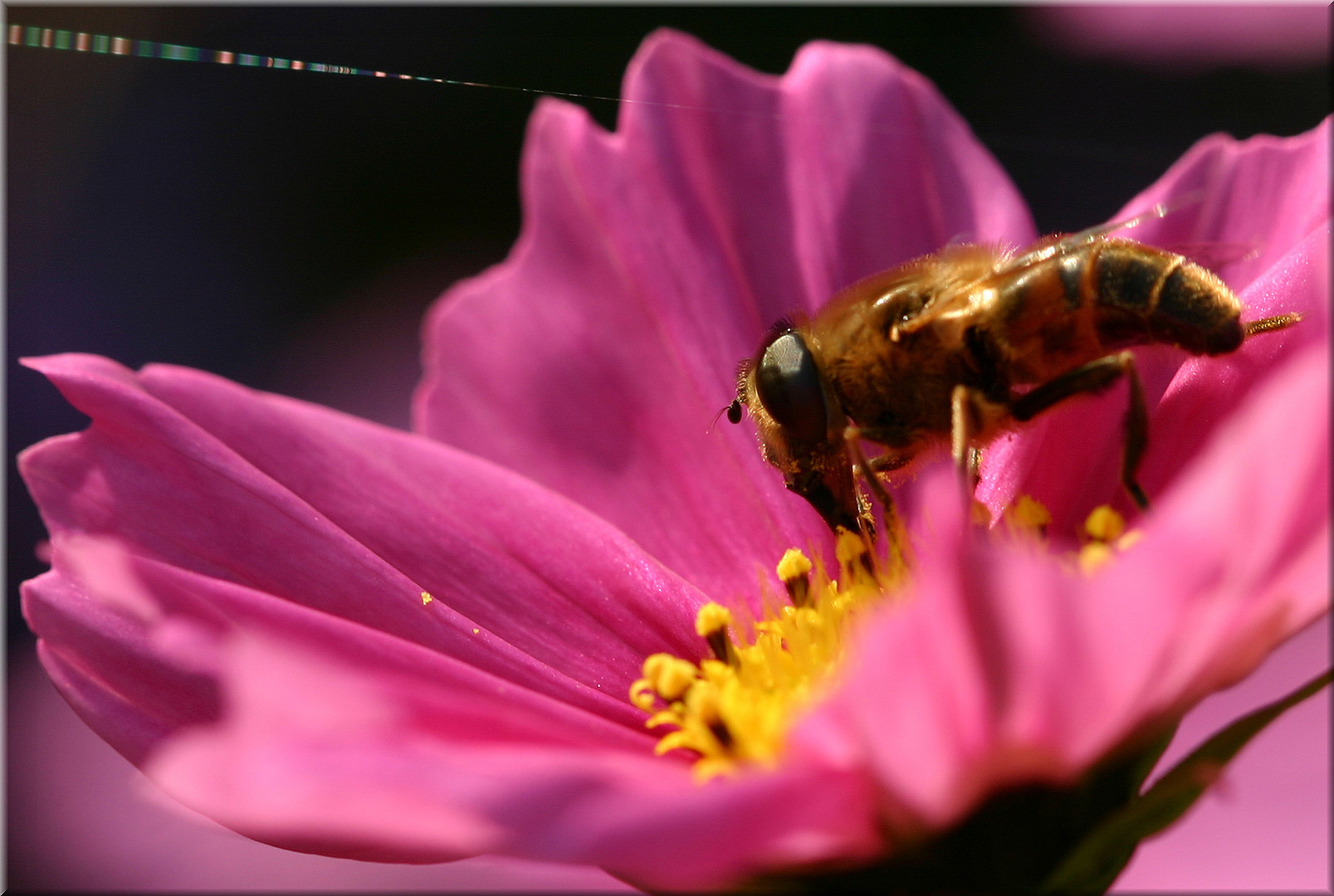 Schwebfliege an Cosmea