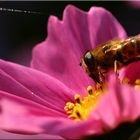 Schwebfliege an Cosmea