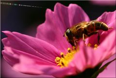 Schwebfliege an Cosmea