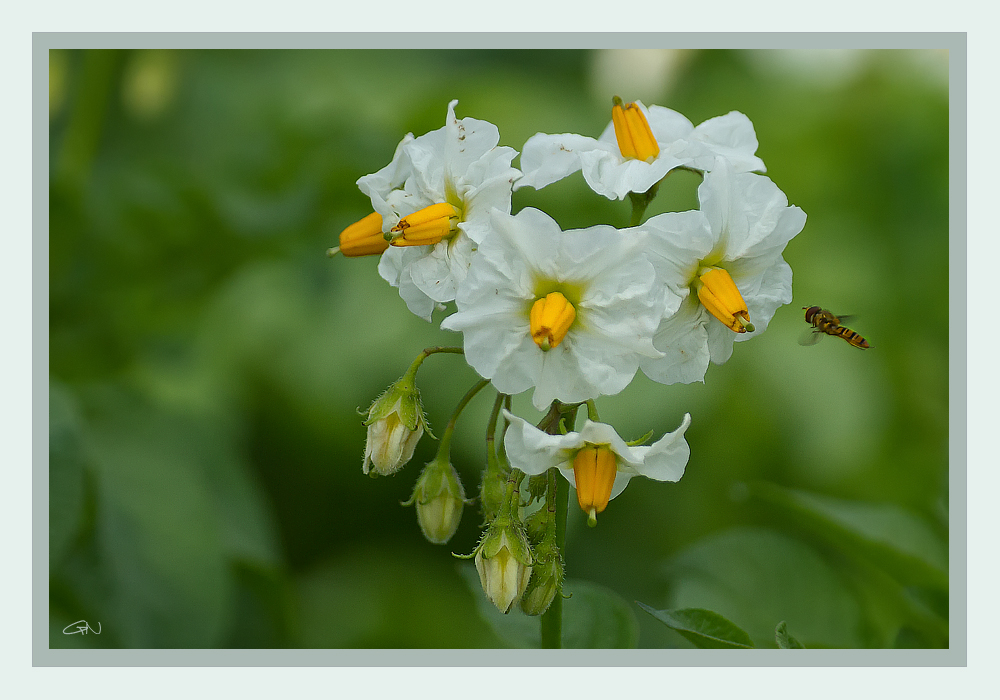 Schwebfliege an den Kartoffelblüten