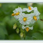 Schwebfliege an den Kartoffelblüten