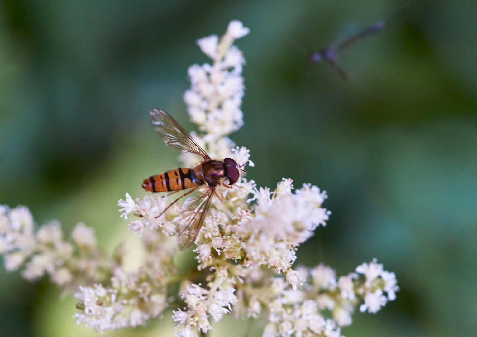 Schwebfliege an der Fiederspiere