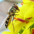 Schwebfliege an der Königskerze