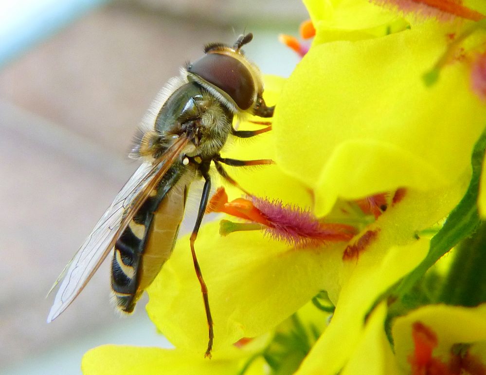 Schwebfliege an der Königskerze