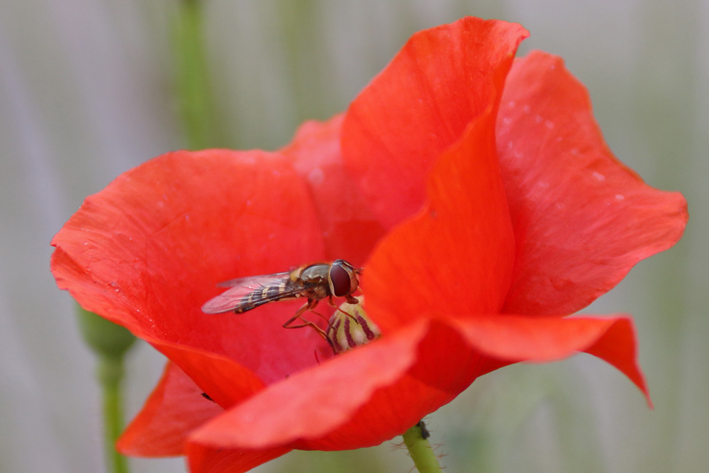 Schwebfliege an der Mohnblüte....