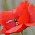 Schwebfliege an der Mohnblüte....