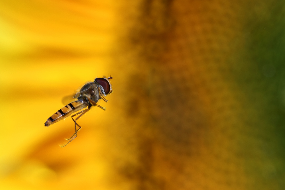 Schwebfliege an der Sonnenblume