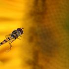 Schwebfliege an der Sonnenblume