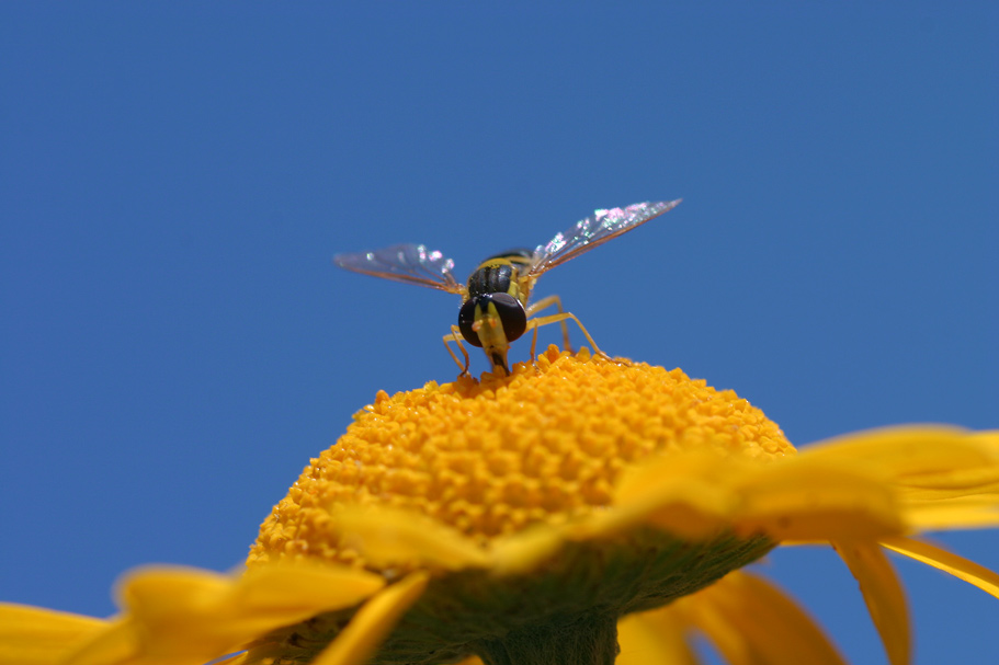 Schwebfliege an der Tankstelle