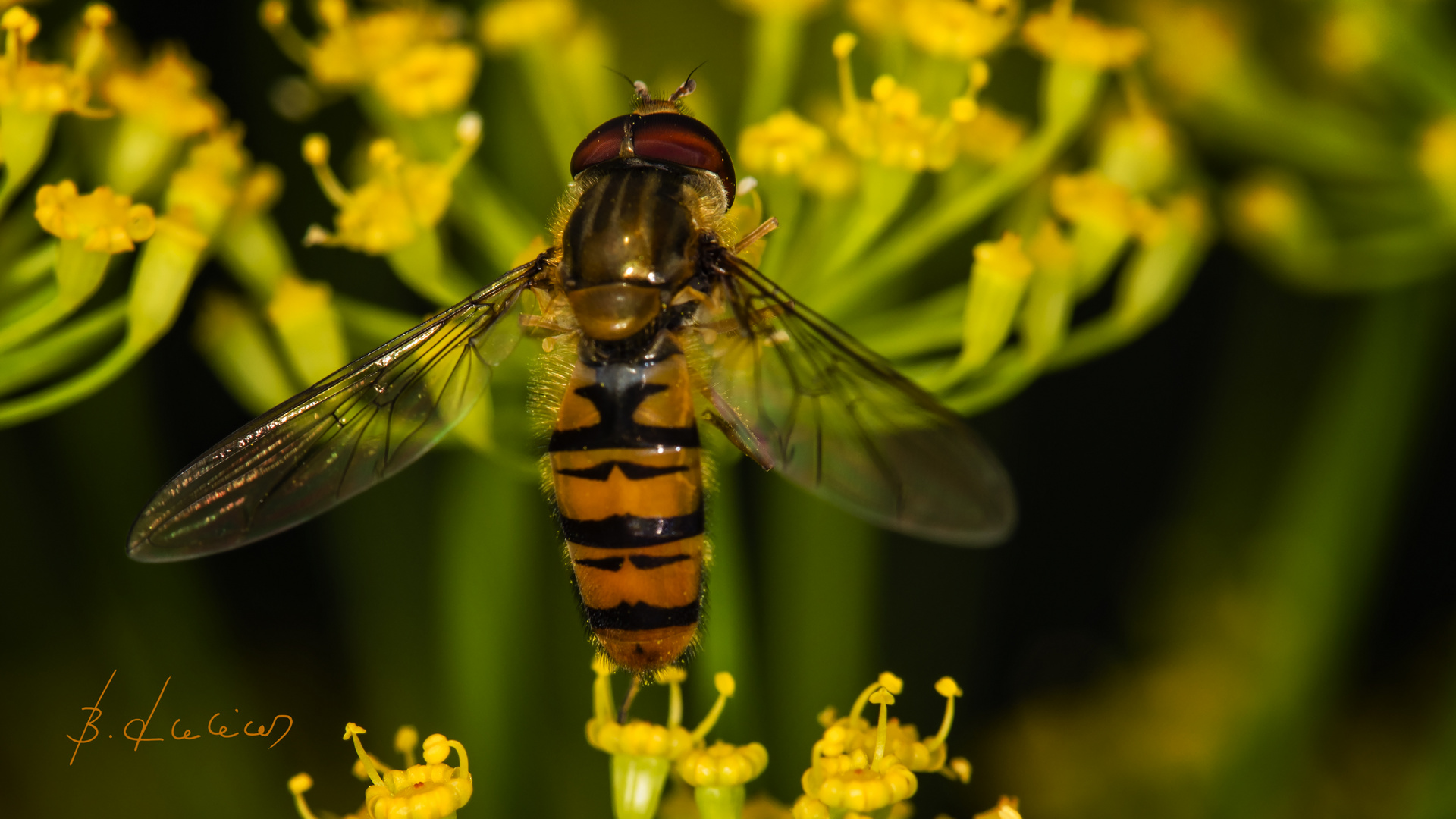 Schwebfliege an Dill