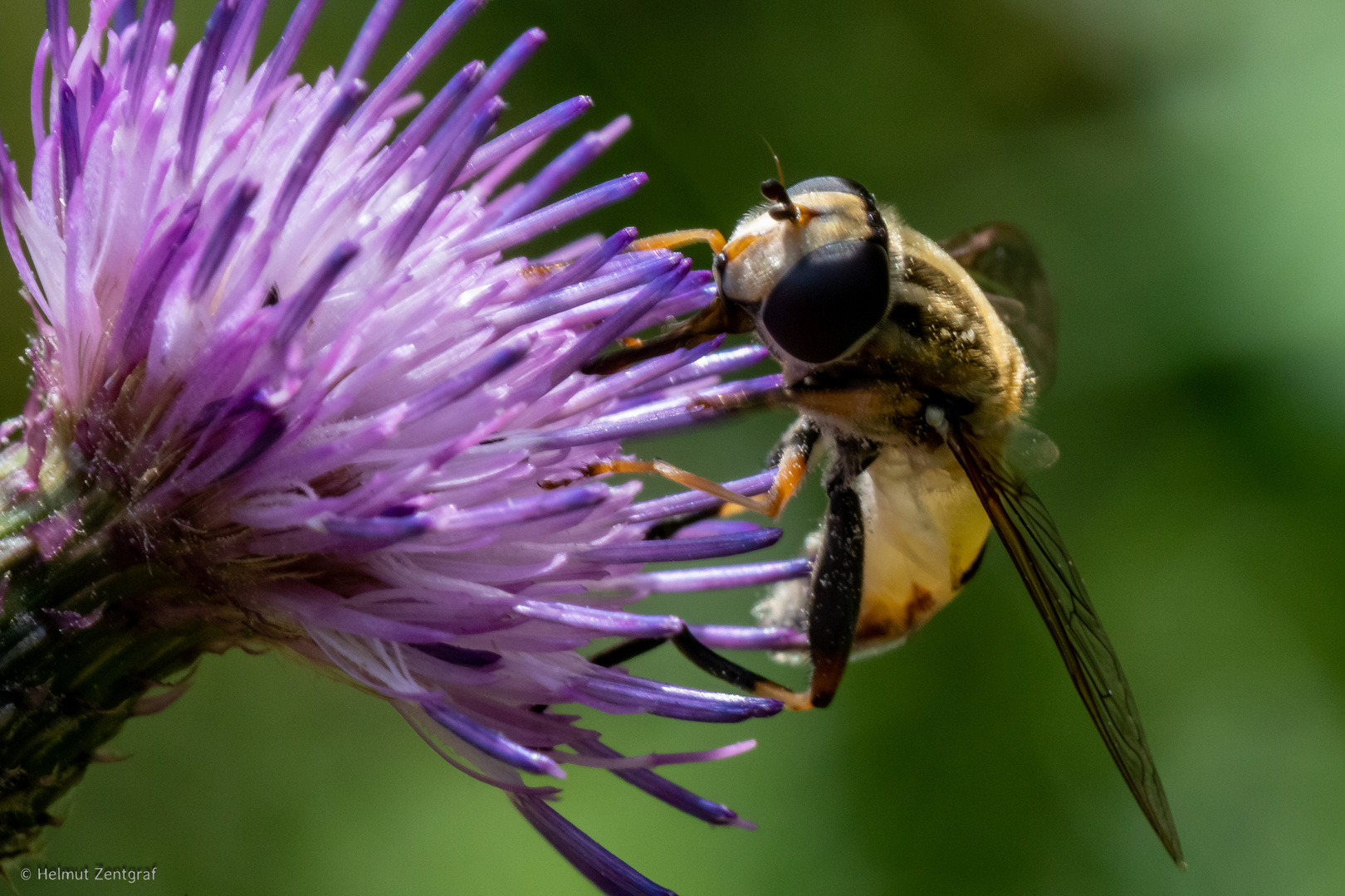 Schwebfliege an Distelblüte