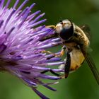 Schwebfliege an Distelblüte