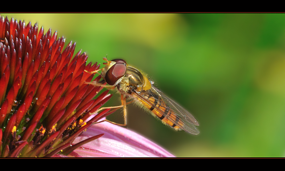 Schwebfliege an Echinacea