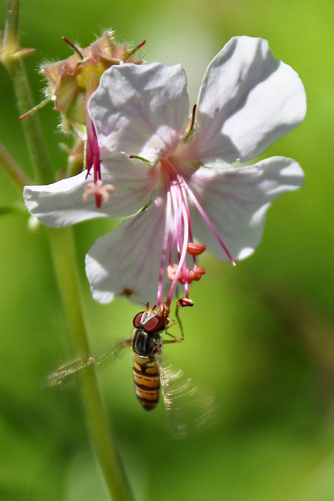 Schwebfliege an einer Blüte