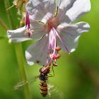 Schwebfliege an einer Blüte