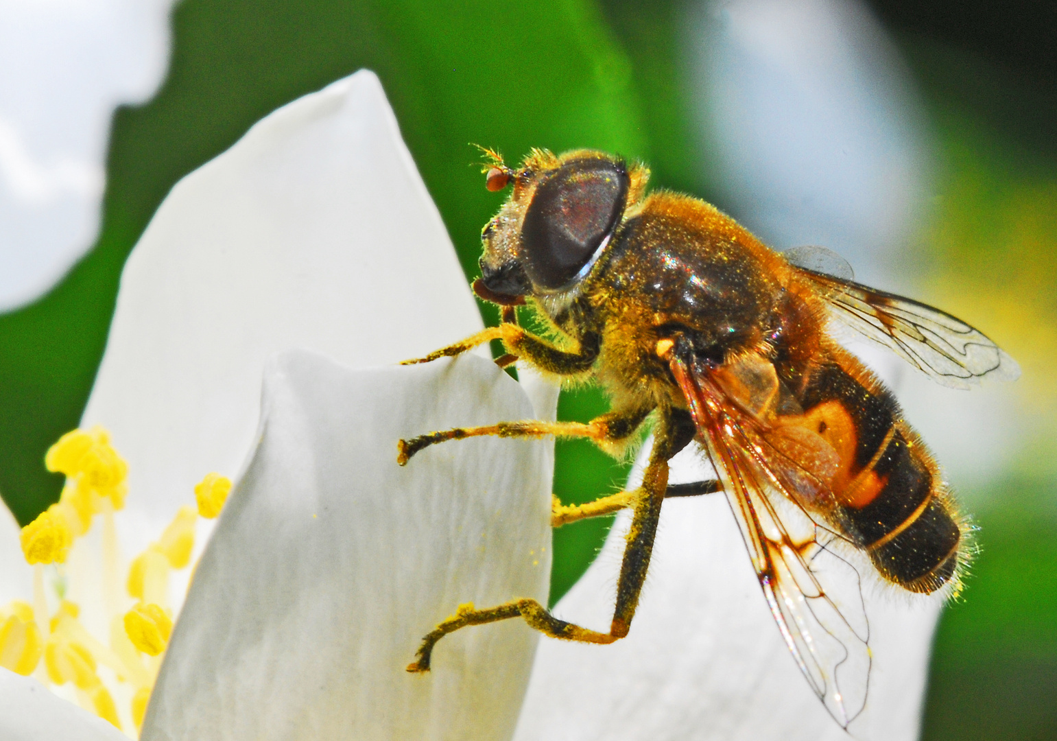 Schwebfliege an einer Jasminblüte