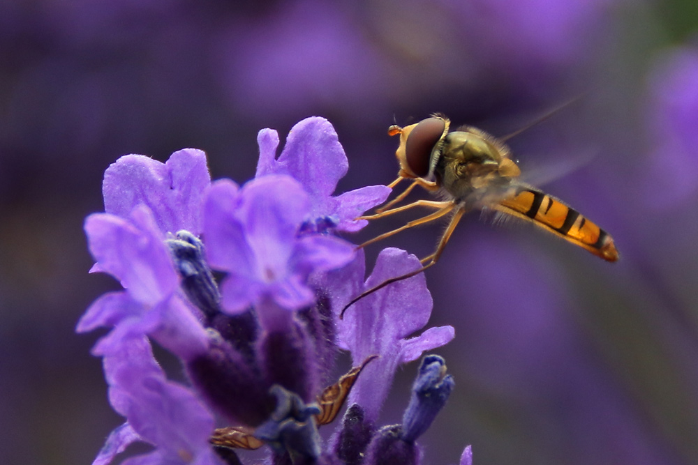 Schwebfliege an einer Lavendelblüte