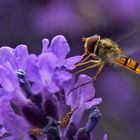 Schwebfliege an einer Lavendelblüte