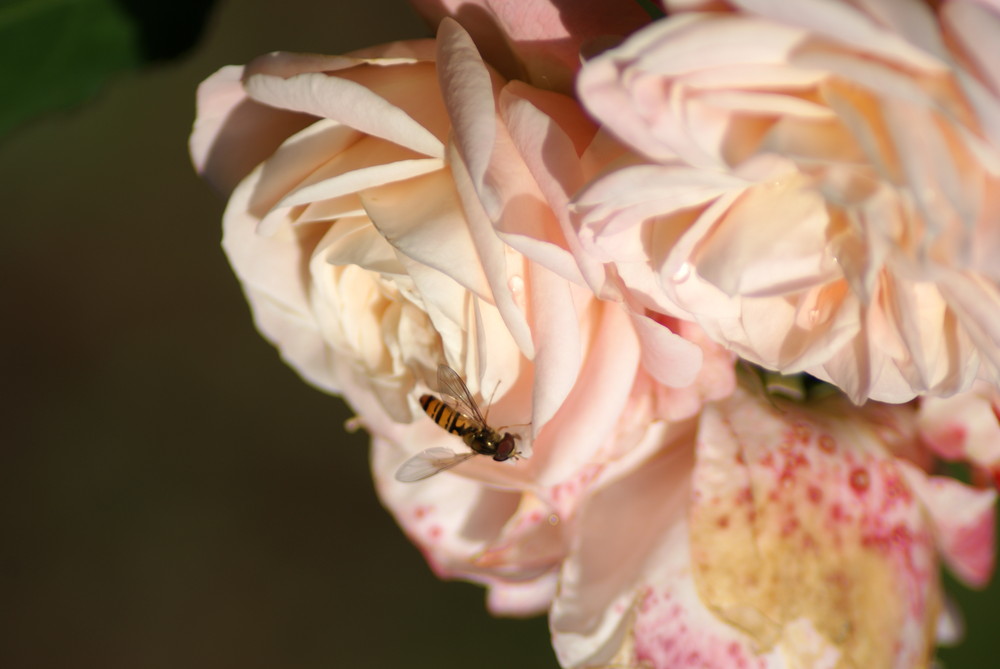 Schwebfliege an einer Stockrose