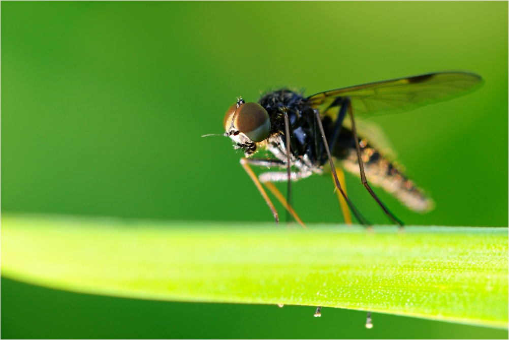 Schwebfliege an frühen Morgen