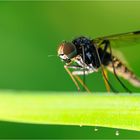 Schwebfliege an frühen Morgen