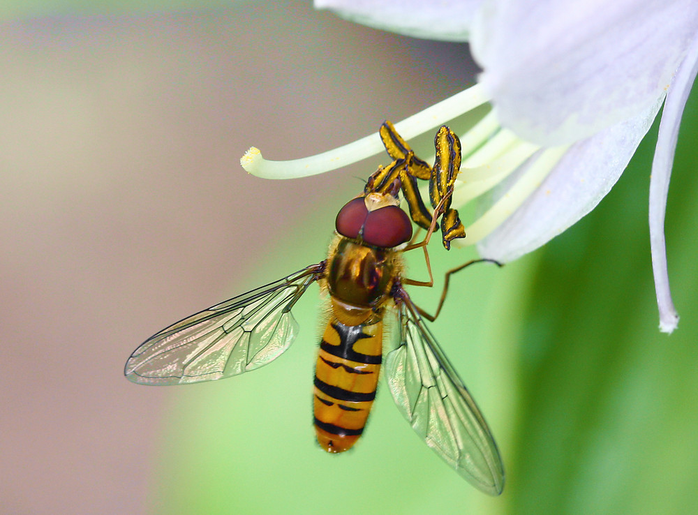 Schwebfliege an Funkienblüte