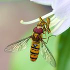 Schwebfliege an Funkienblüte