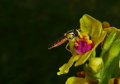 Schwebfliege an Königskerze