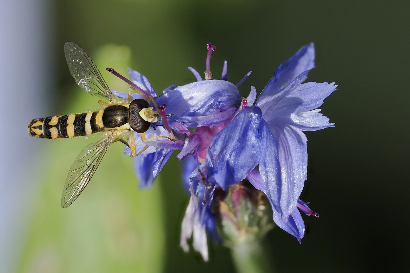 Schwebfliege an Kornblume Stacking aus 10 Bilder