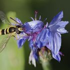 Schwebfliege an Kornblume Stacking aus 10 Bilder