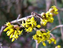 Schwebfliege an Kornelkirschen Blüte