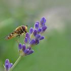 Schwebfliege an Lavendel