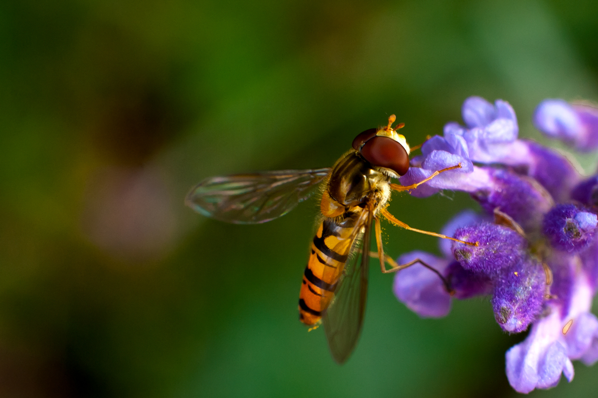 Schwebfliege an Lavendel