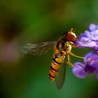 Schwebfliege an Lavendel