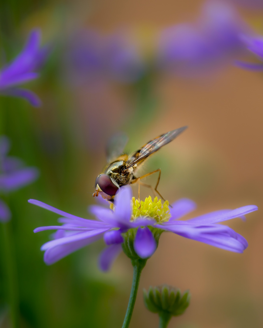 Schwebfliege an lila Blüte