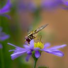 Schwebfliege an lila Blüte