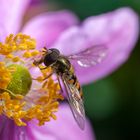 Schwebfliege an lila Blüte