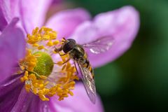 Schwebfliege an lila Blüte