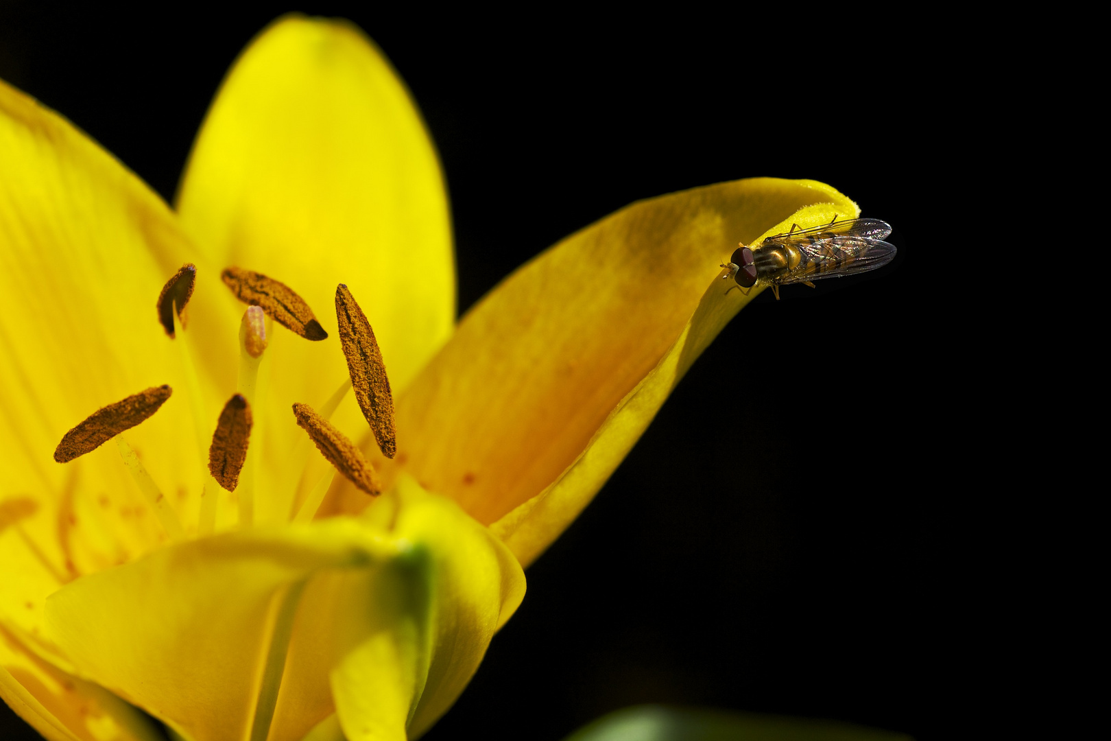 Schwebfliege an Lilie angerichtet ;-)