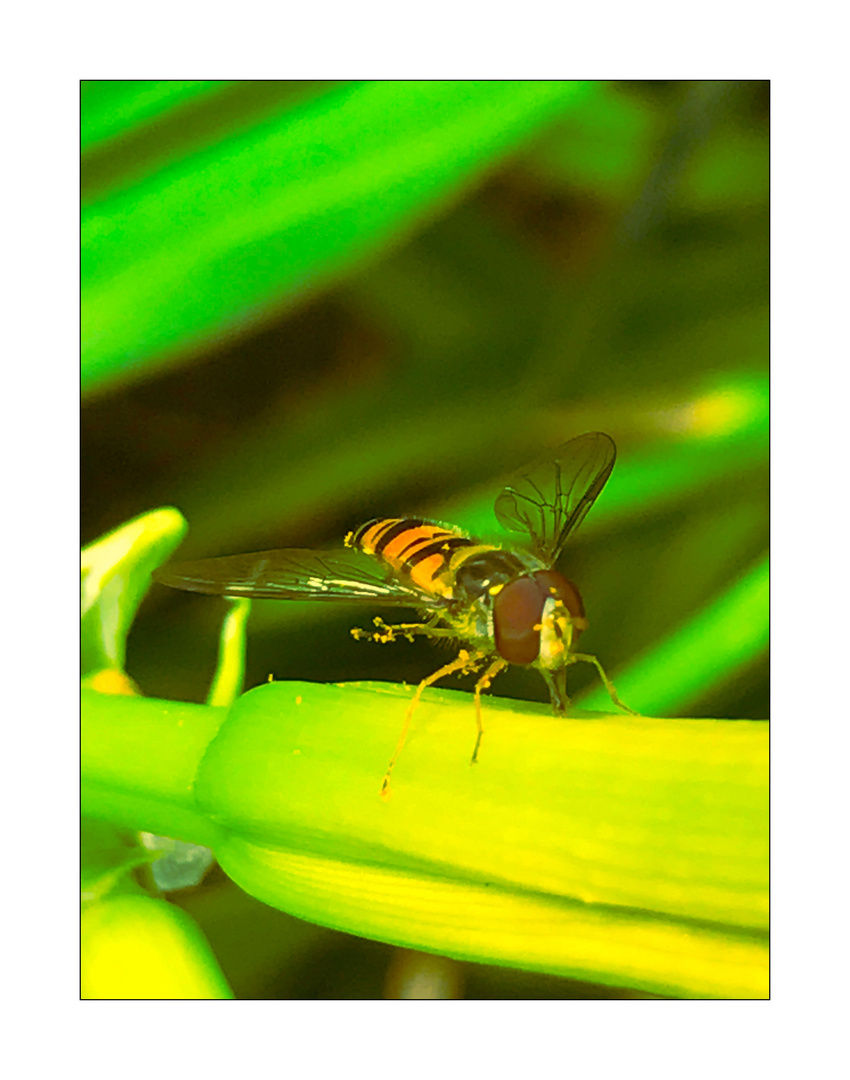 Schwebfliege an Lilien