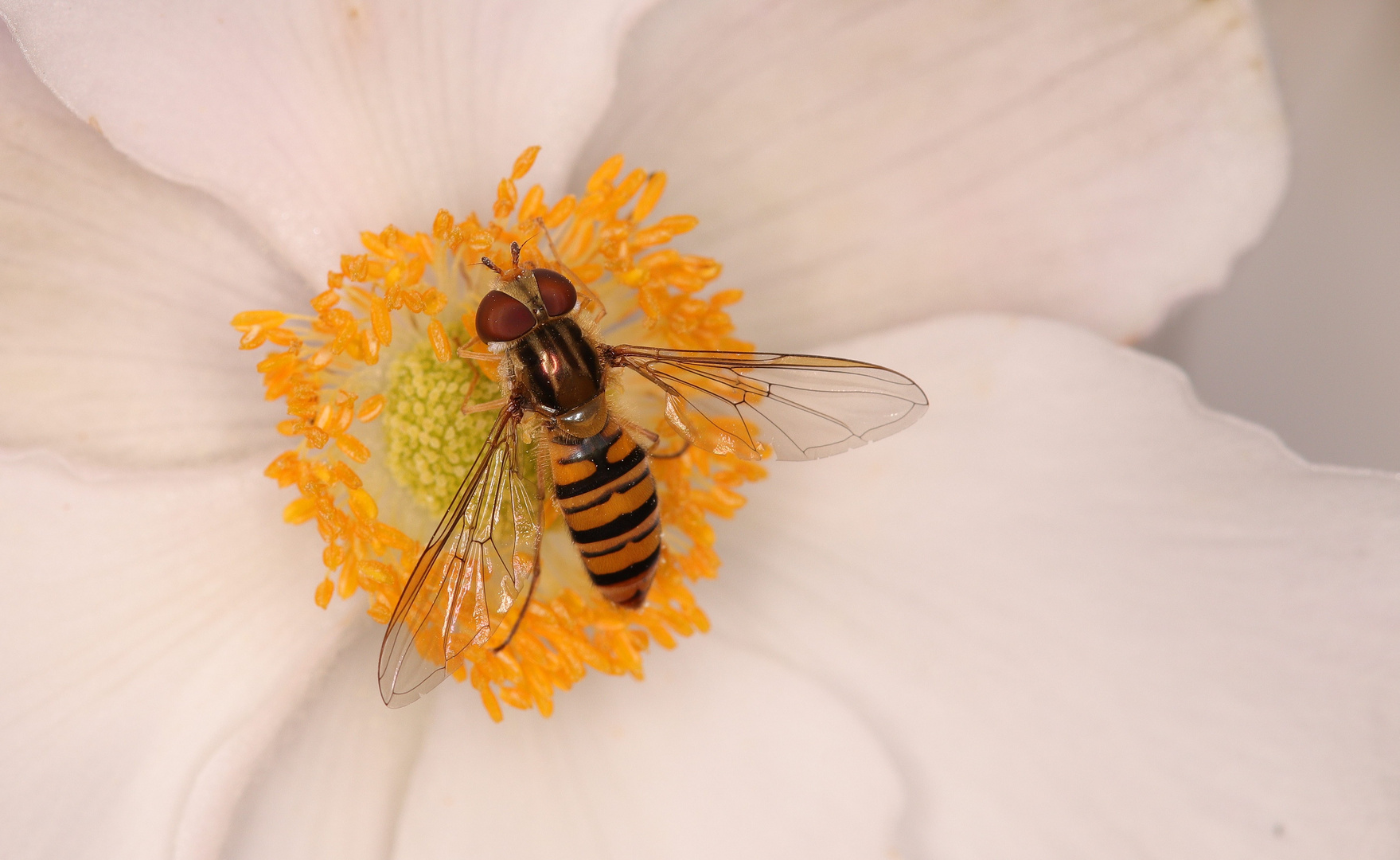 Schwebfliege an Nemone