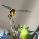 Schwebfliege an Phacelia