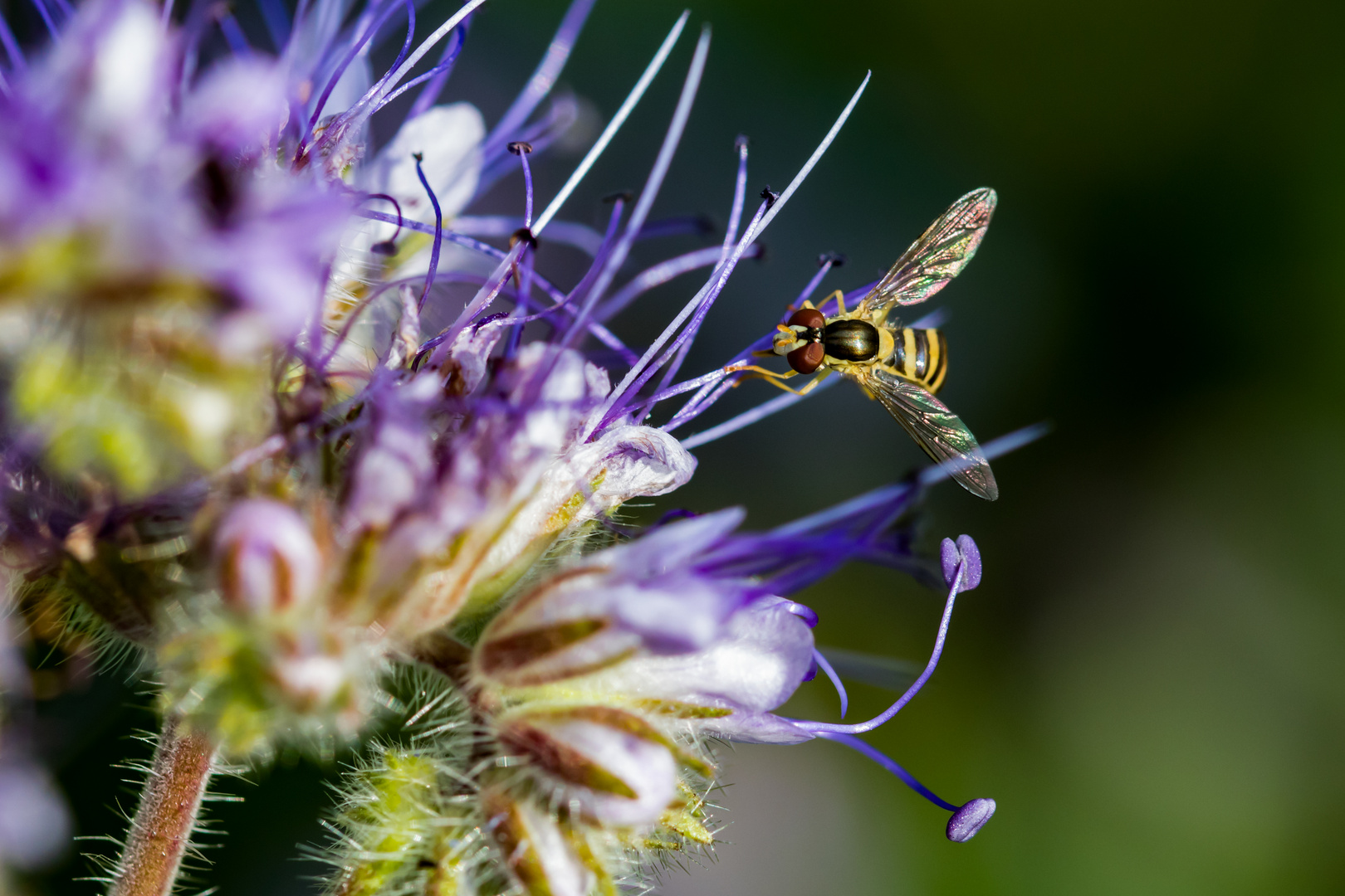 Schwebfliege an Rainfarn-Phazelie