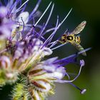 Schwebfliege an Rainfarn-Phazelie