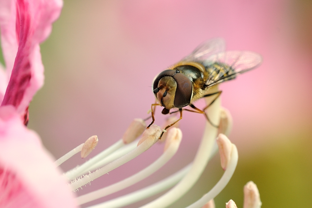 Schwebfliege an Rhododendronblüte.