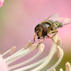 Schwebfliege an Rhododendronblüte.