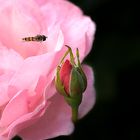 Schwebfliege an Rose